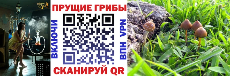 купить наркотик blacksprut ссылка Галлюциногенные грибы Psilocybe Петрозаводск